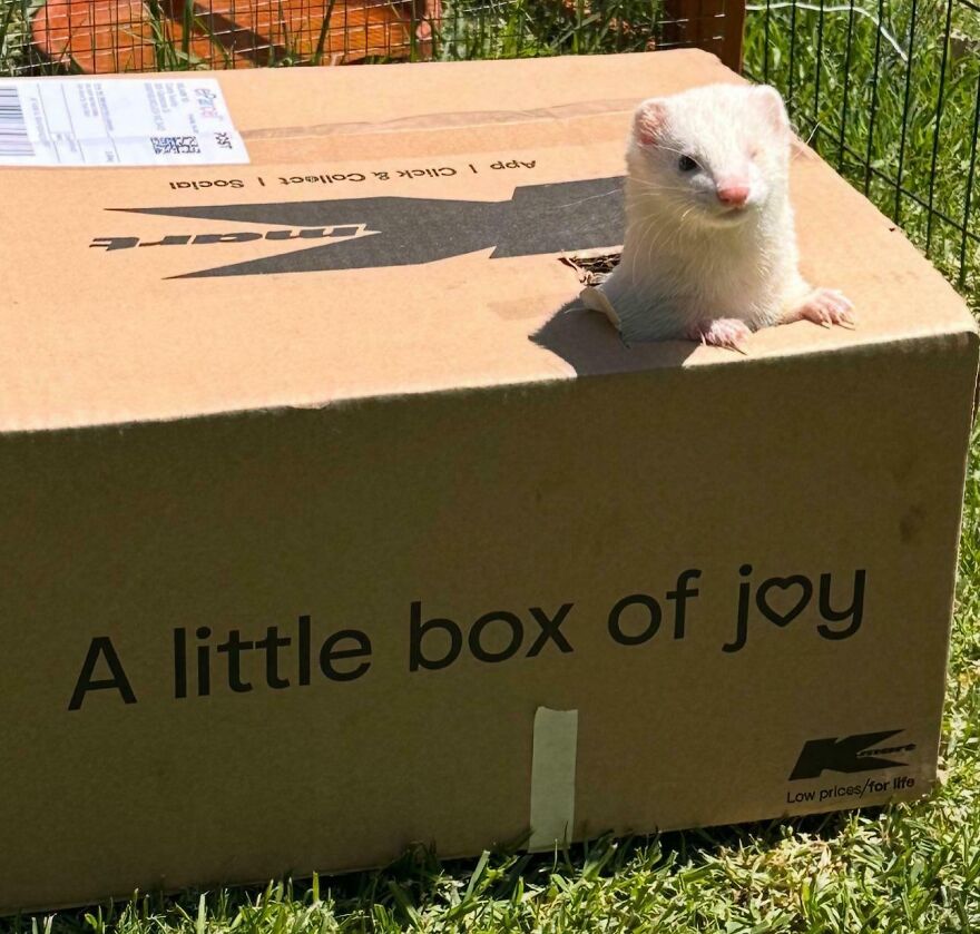 Unique pet with genetic mutation pokes head out of a box labeled "A little box of joy" on grass.