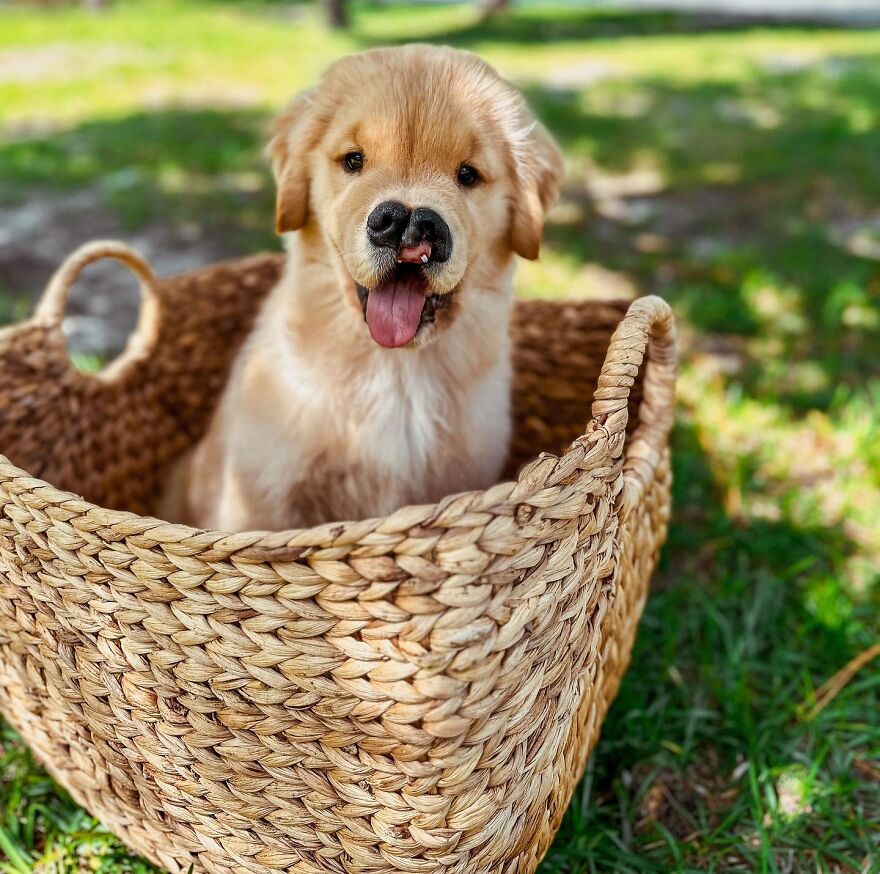 Golden retriever puppy with unique genetic mutation, sitting in a woven basket outdoors.