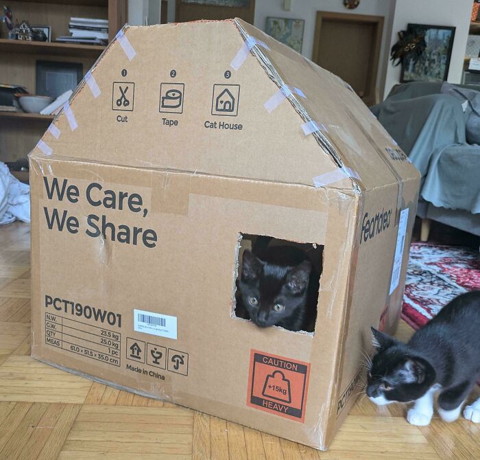 Cardboard box cat house with a black and white cat inside, and another cat nearby, showcasing cool-products-with-surprises.