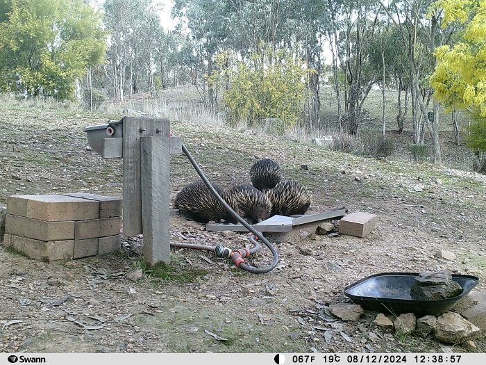 Echidna's At My Dads Bush Block