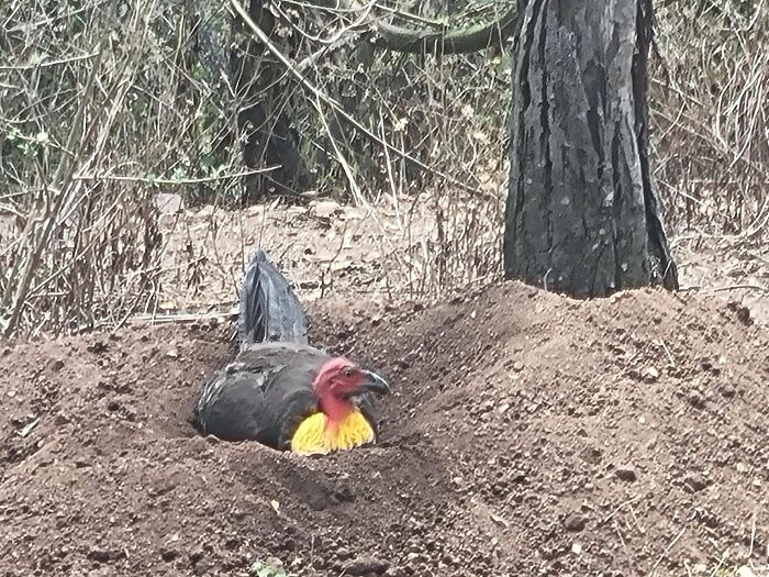 Ffs. Bloody Turkey Decided To Use My Garden Soil To Save Time With Nest Building