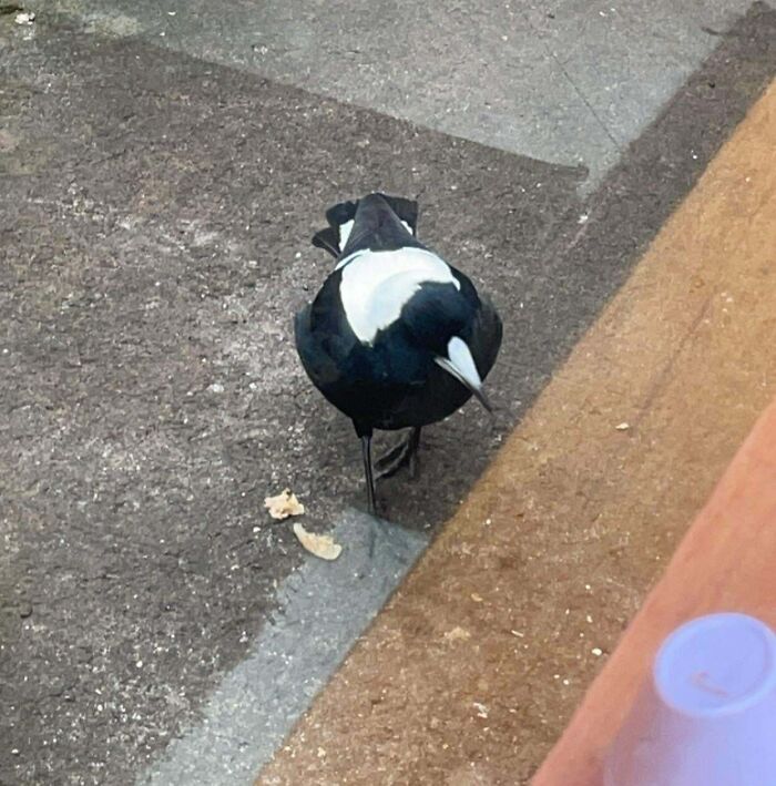 My Grandparents Feed This Magpie Breakfast Everyday And Let It Inside And Now It’s Quite Chubby