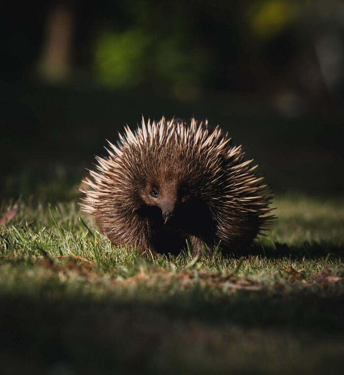 We Found An Echidna This Morning In Our Yard. Little Dude Was So Chill. Just Waddling Around