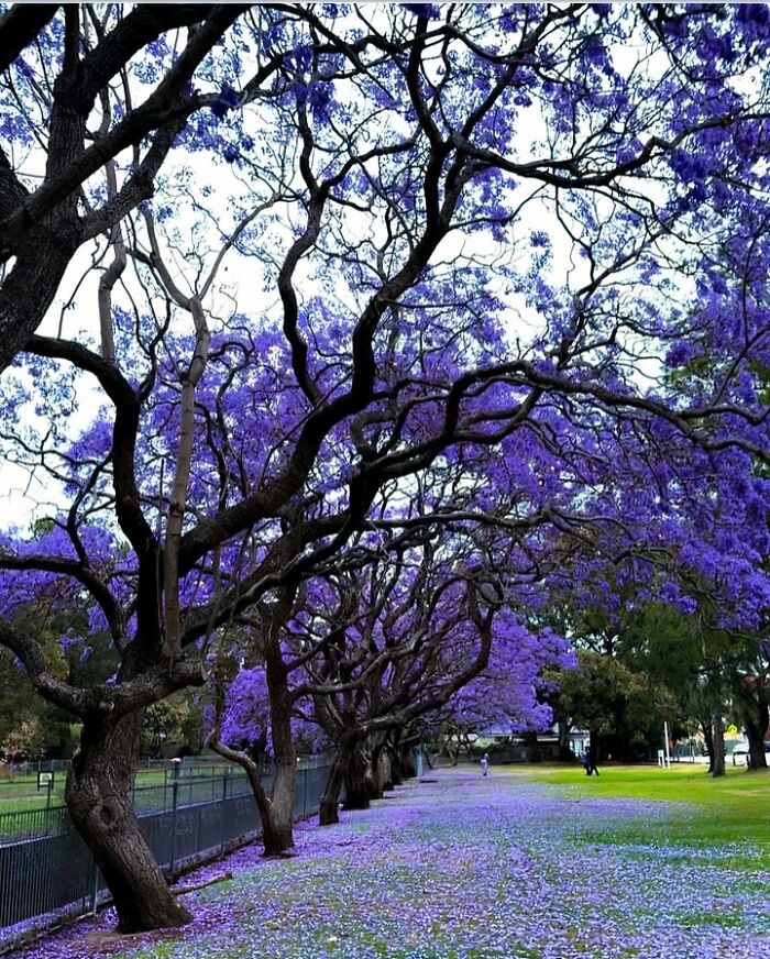 Jacaranda Bloom In Australia