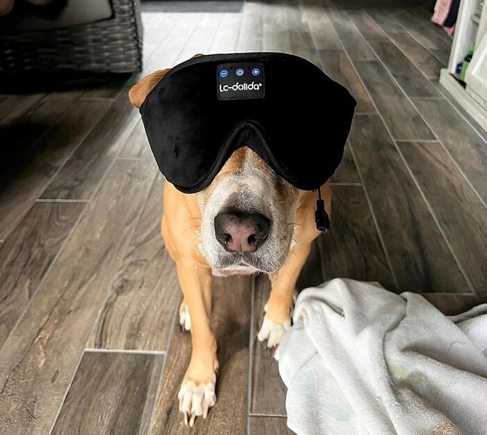 Dog wearing a high-tech eye mask, featured as one of the best gadgets for 2025.