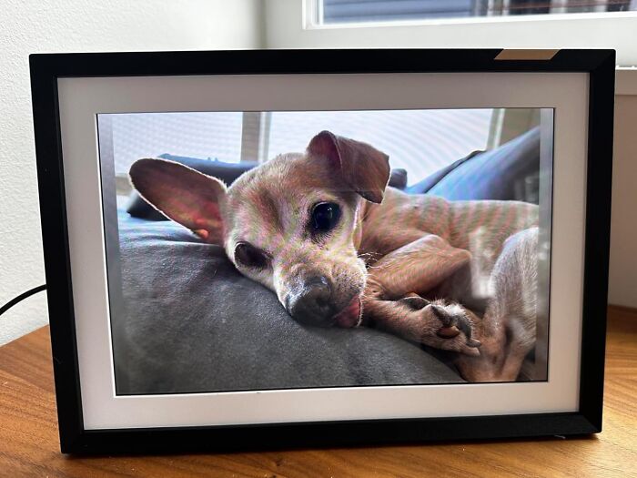 Digital photo frame featuring a Chihuahua, a top gadget pick for 2025.