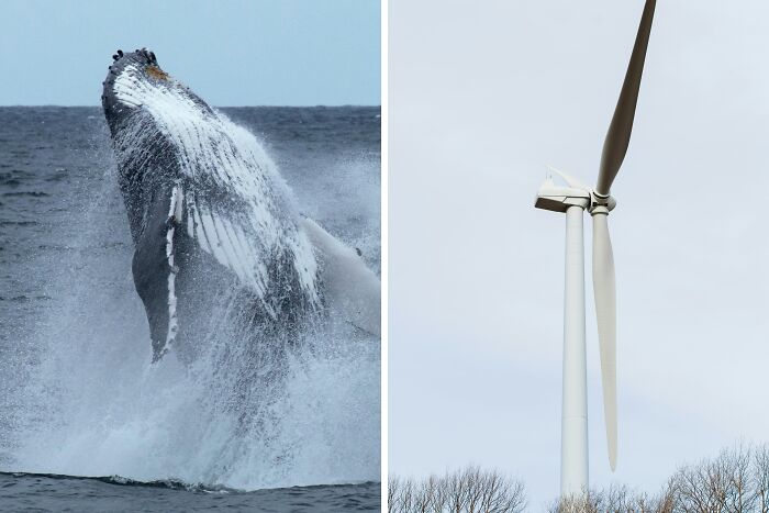 A humpback whale breaching the ocean surface, capturing the essence of nature-inspired objects.