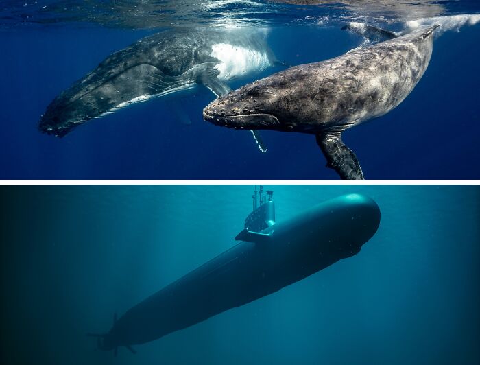 Two whales swimming underwater, showcasing nature-inspired objects.