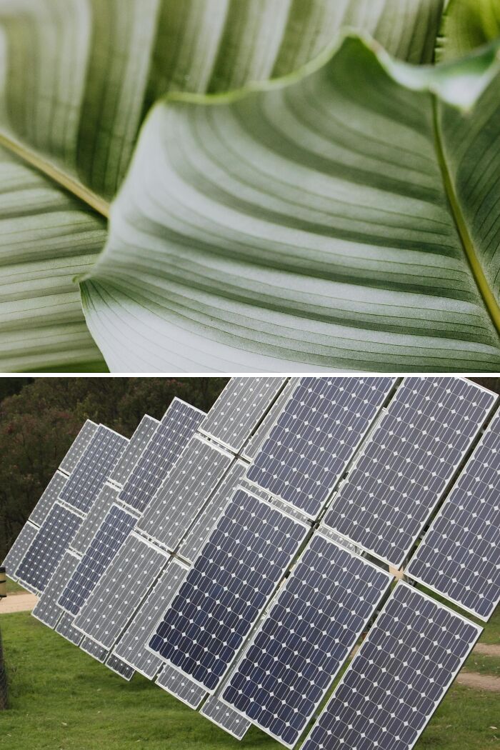 Close-up of striped green leaves showcasing nature-inspired objects.