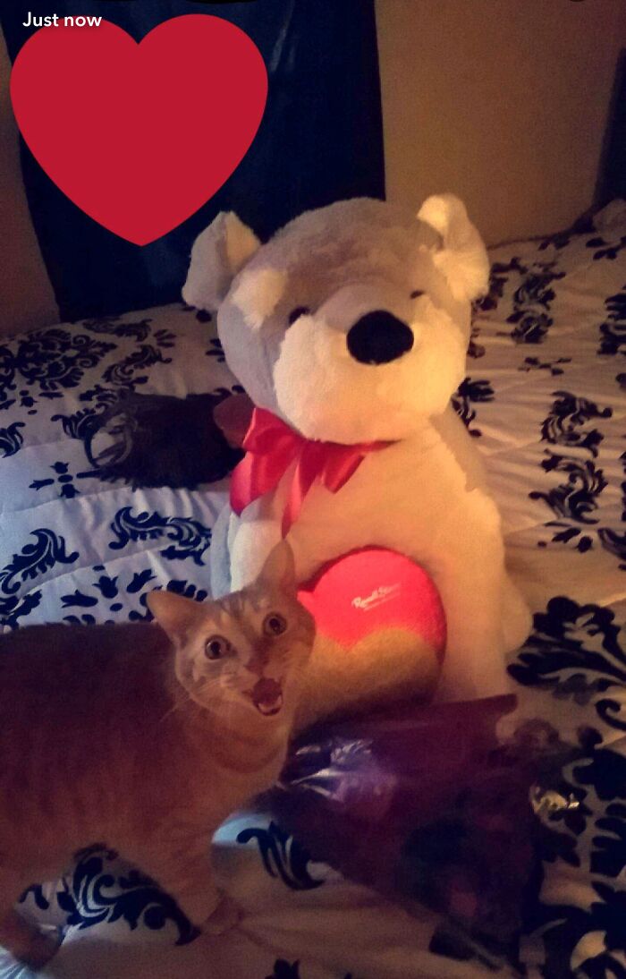 Orange cat amusingly surprised next to a large stuffed bear with a heart, perfect for funny-camera-roll-finds.