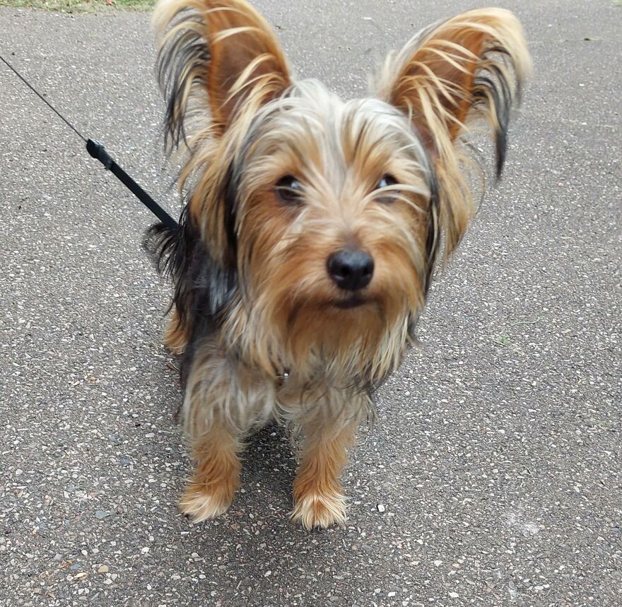 "Small dog with unique genetic mutation has unusually large ears, standing on a leash outdoors."