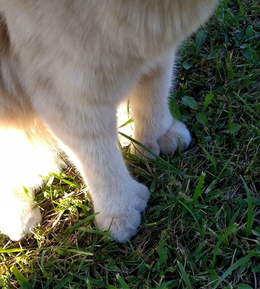 Cat with unique paws standing on grass, showcasing genetic mutations.