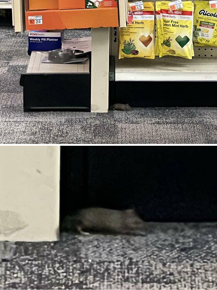 A mouse hiding near pharmacy shelves with herbal products, highlighting issues in local pharmacies.