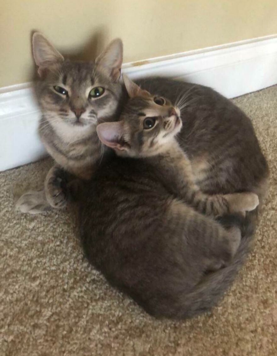 Two cats with unique genetic mutations, lying together on a carpeted floor, showcasing their distinct traits.