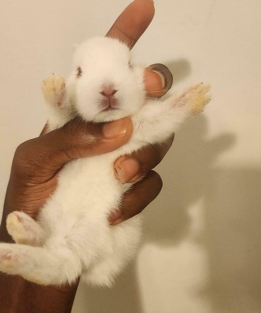 A unique pet with a genetic mutation, a white baby rabbit, held gently in a person's hand.