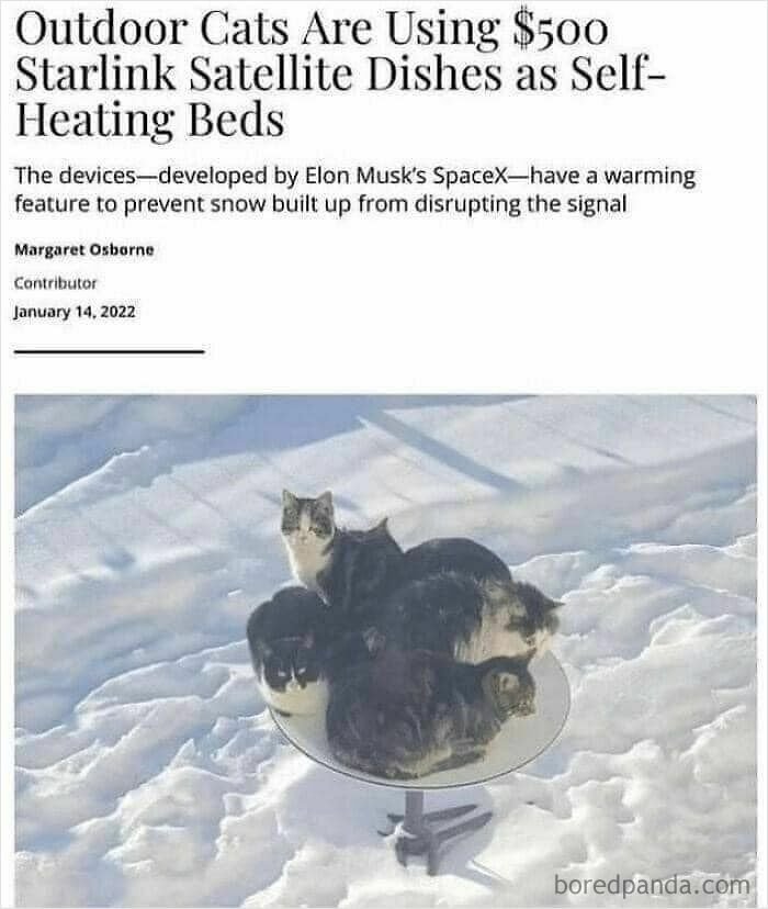 Science memes: Cats using Starlink satellite dish as a warm bed in the snow.