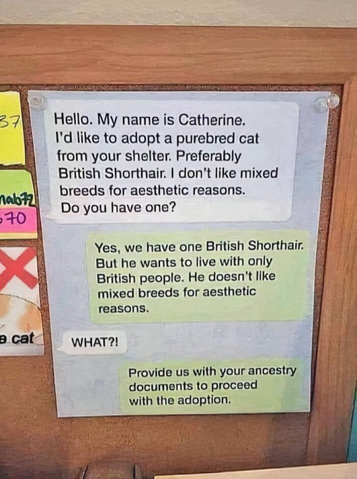 Text conversation meme about adopting a purebred British Shorthair cat from a shelter.