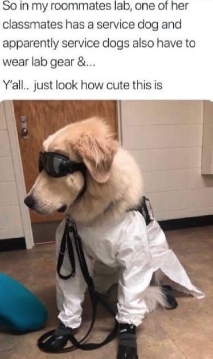 Service dog in a lab wearing goggles and protective gear, featured in science memes.