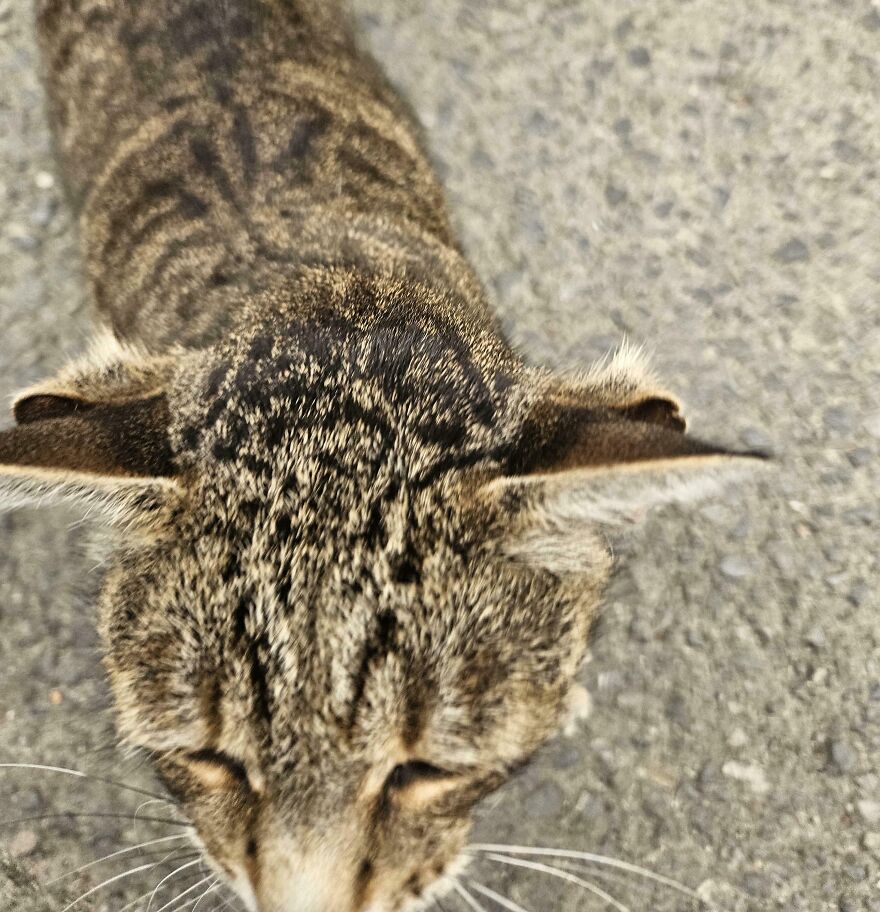 Tabby cat with unique ear genetic mutations on a textured surface.