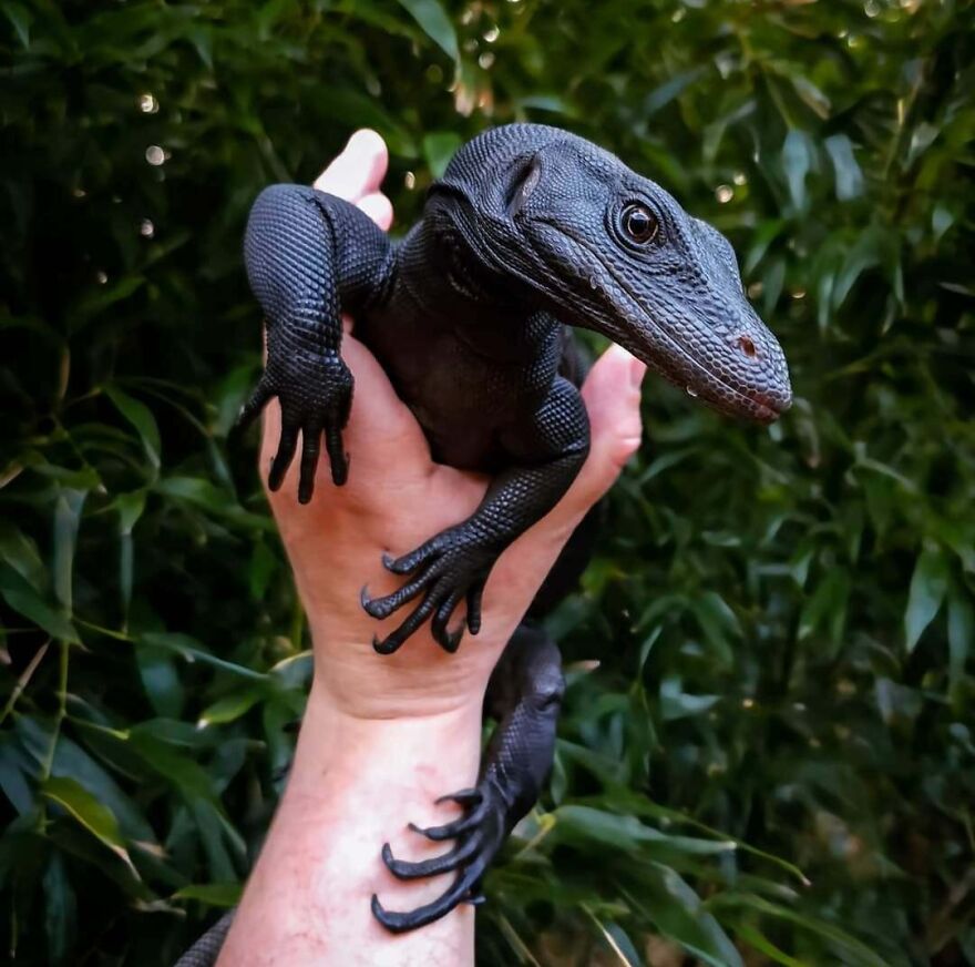 A hand holding a unique pet lizard with black scales, showcasing its genetic mutation in a natural setting.