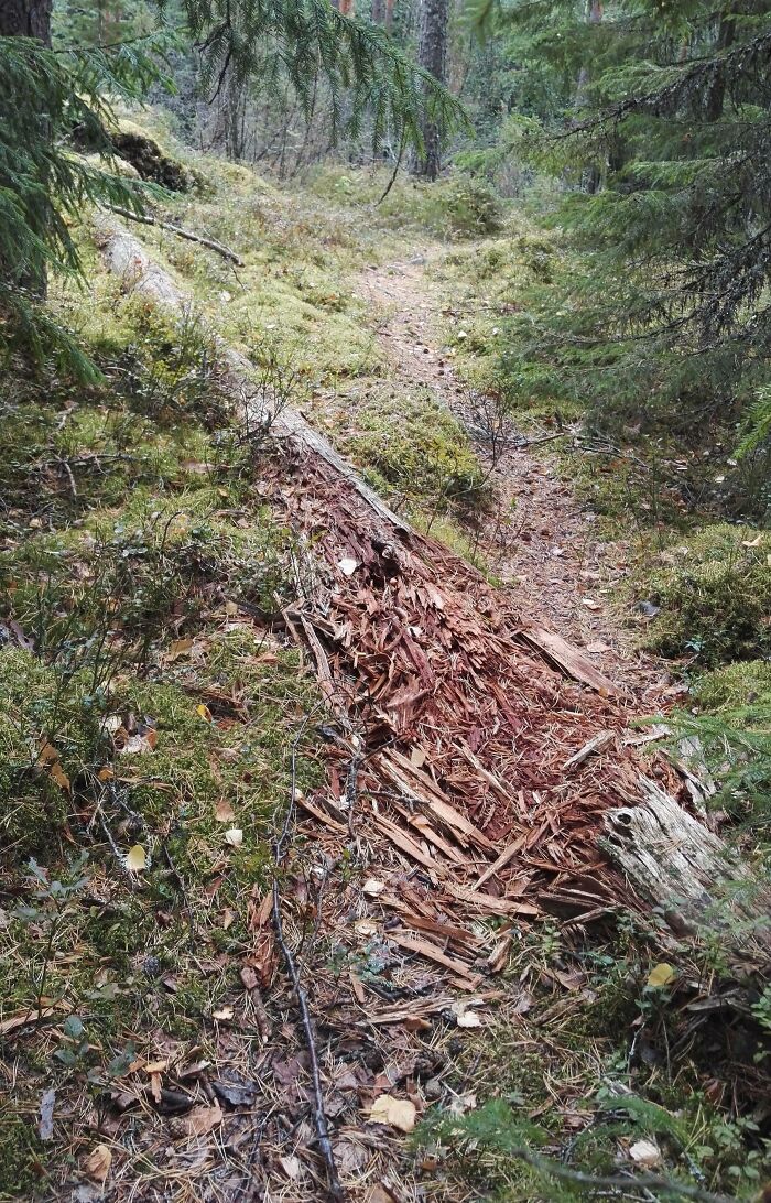 Worn-down fallen tree in a forest, illustrating the effects of time on nature.