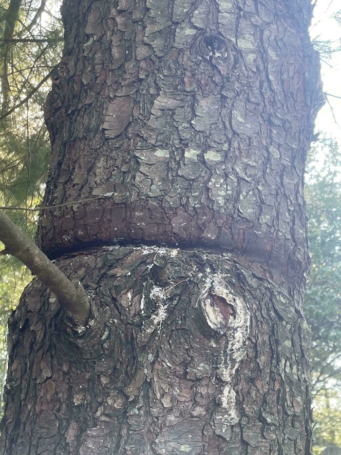 Close-up of a tree trunk with a groove illustrating how time wears down natural objects.