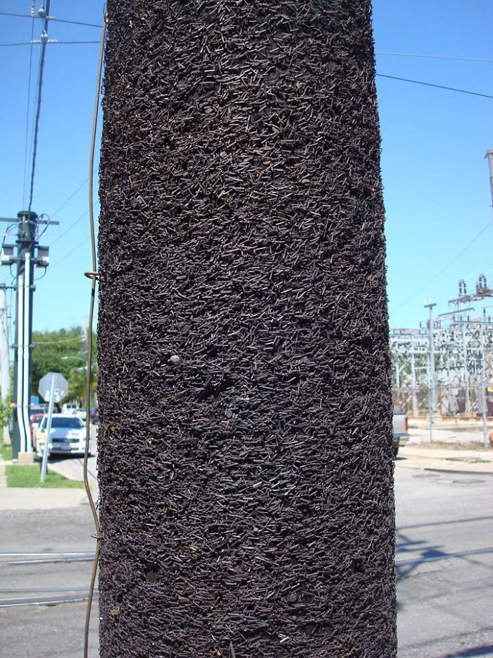 Worn-down utility pole covered in old, rusted nails, illustrating the passage of time.