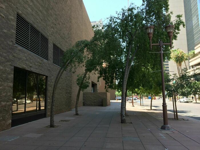 Trees bending towards a building, illustrating effects of time on growth in an urban setting.