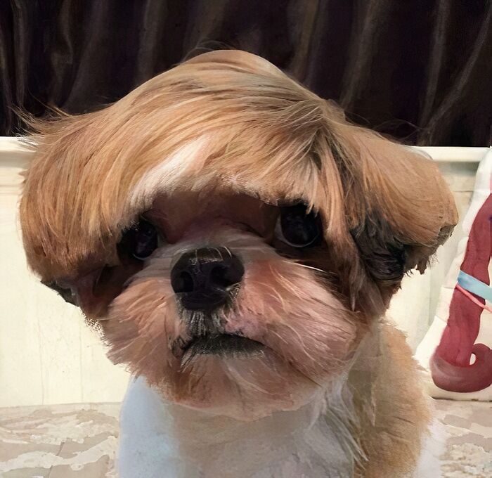 Dog with a comically styled hair covering its eyes, embodying a tragic hair accident.