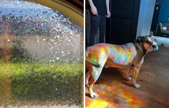 Holographic window film creating rainbow effect on a dog, illustrating dopamine decor concept.