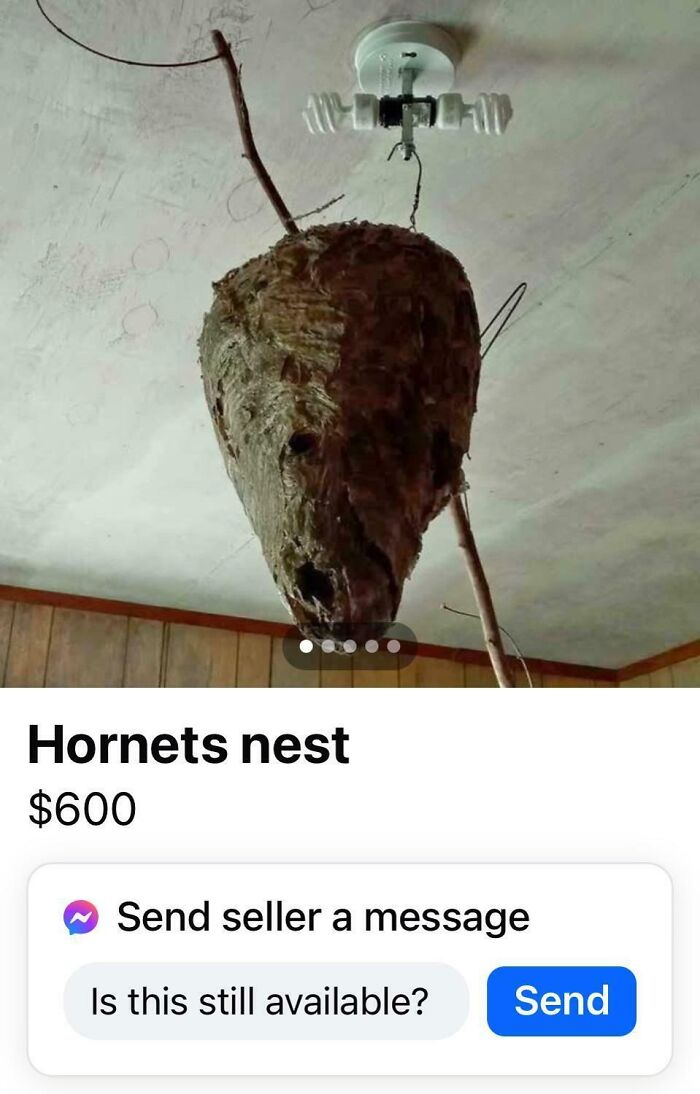 Hornets nest hanging indoors with $600 price tag, listed as one of the creepy things to sell online.