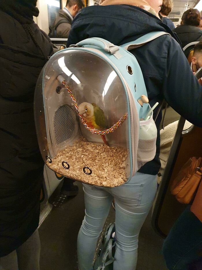 A parrot in a clear backpack on a subway train with humorous passengers around.