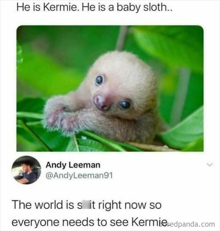 Cute baby sloth meme from 'Animal Antics' Facebook page, showing Kermie brightening a viewer's day.