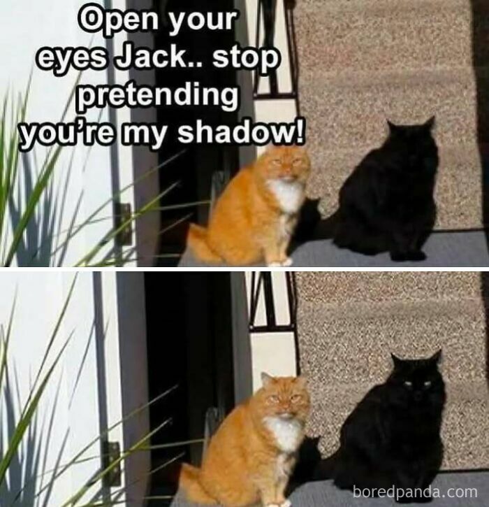 Two cats on steps, one orange and one black, with text about pretending to be a shadow; funny animal antics meme.