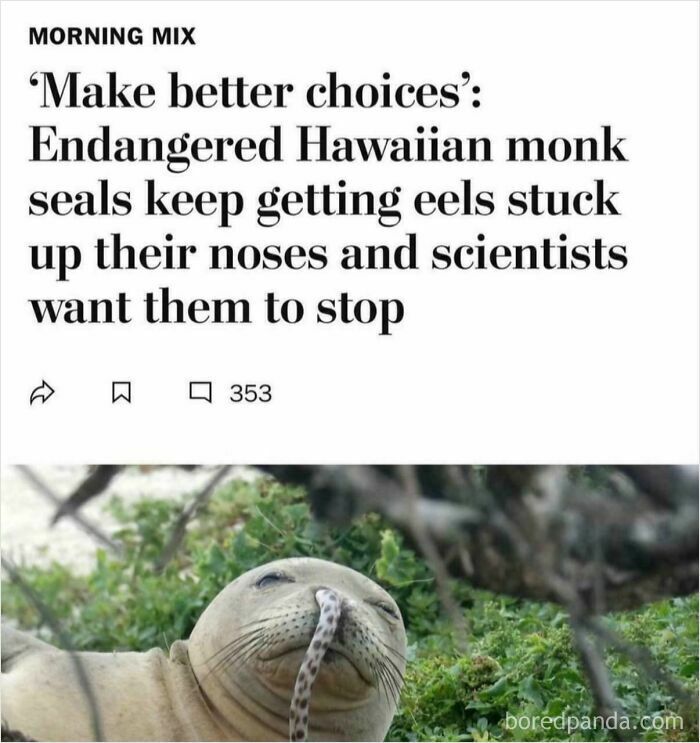 Hilarious bizarre sentence about Hawaiian monk seals with eels stuck in their noses, urging better choices.