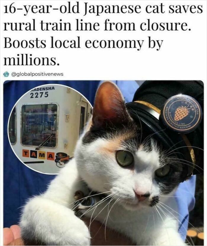 Cat in train conductor hat next to a train, illustrating a bizarre and hilarious new sentence scenario.