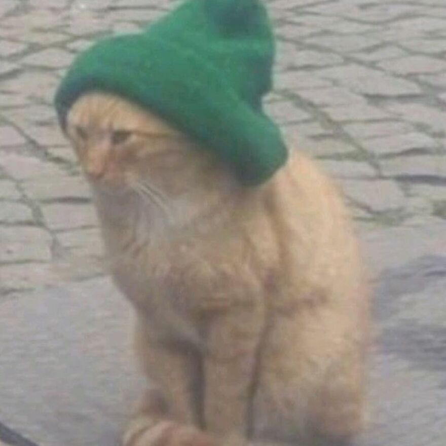 Cute cat wearing a green hat, looking silly and grumpy, perfect for cat meme enthusiasts.