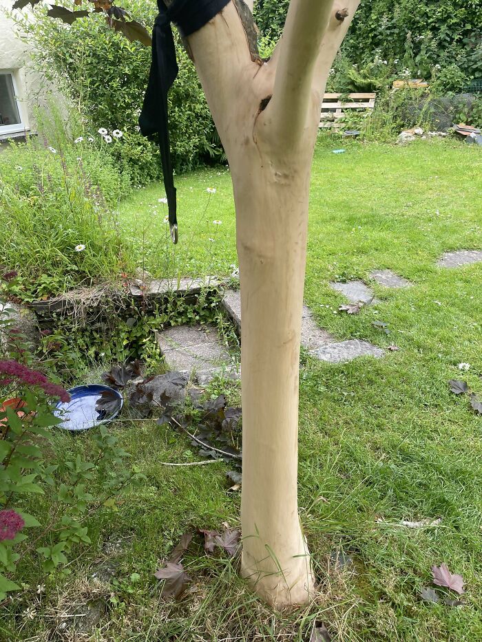 Tree bark stripped, showcasing mild vandalism in a garden, highlighting people being complete jerks.