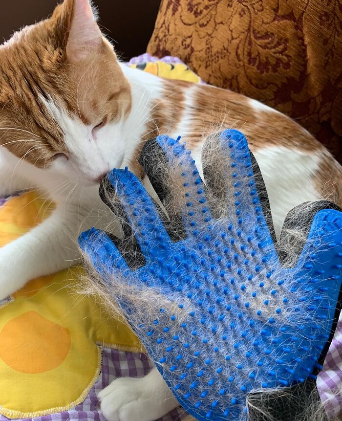 Genius pet grooming glove collecting fur, with a relaxed cat nearby.