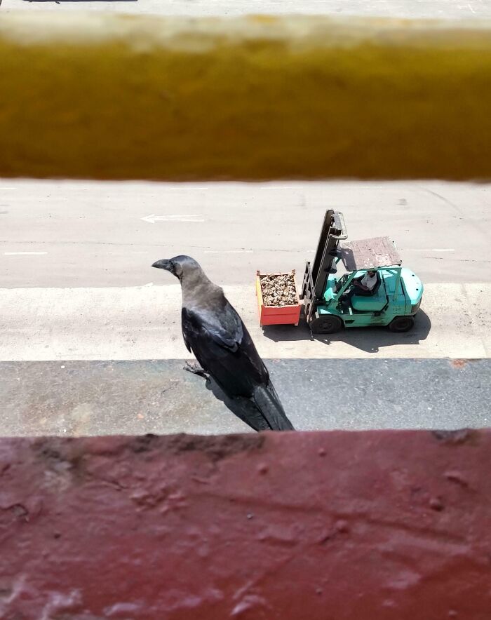 Confusing perspective with a crow seemingly perched on a forklift below.