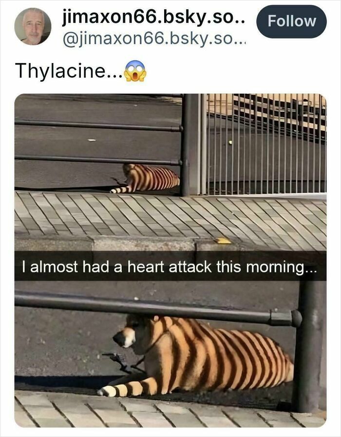 Confusing perspective shows a dog resembling a thylacine behind a fence, creating an optical illusion.