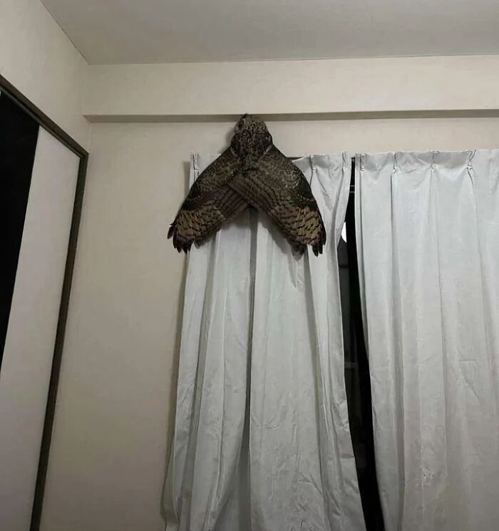 Confusing perspective: An owl perched on a curtain rod blends into the drapes, creating an unexpected visual illusion.