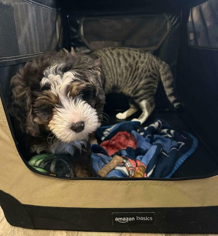 Confusing perspective: A fluffy puppy in a crate with an illusion of having a cat's body.