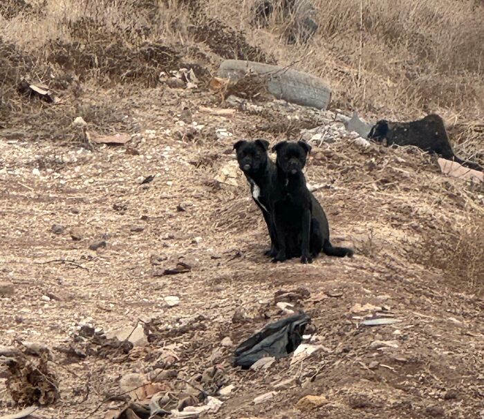 Two black dogs sitting closely, creating a confusing perspective on a rocky terrain.