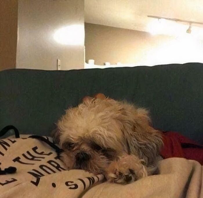 A dog seemingly merged with a cushion, creating a confusing perspective.