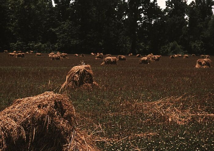 1940 color photo of a field with scattered haystacks under a dark forest backdrop.