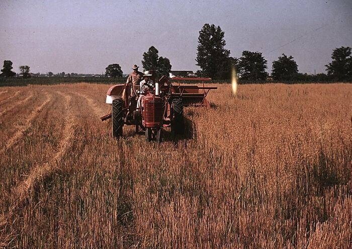 Farmers on a tractor harvesting wheat in 1940, captured in color photos, with trees in the background.