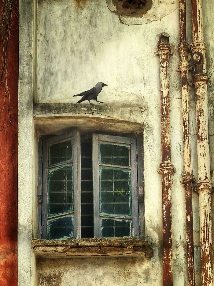 A crow on an old window ledge, evoking a Renaissance painting aesthetic with rustic details.