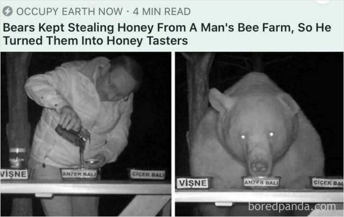 Man pouring honey as bear taste tester at bee farm, illustrating hilariously bizarre solutions.