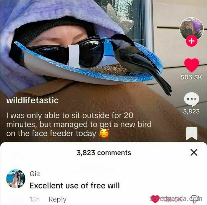 Person wearing a face-feeding mask with a bird perched on it, showcasing a bizarre new sentence moment.